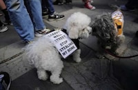 Protesting Pooch Portraits Image 7