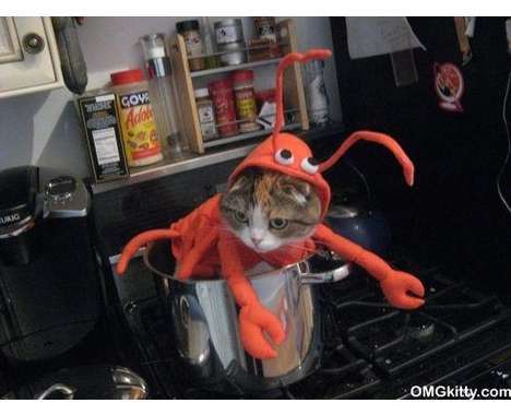 18 Feline Halloween Fashions