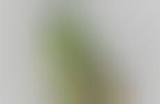 Military Avian Ilustrations