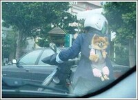 Animals as Babies Image 3