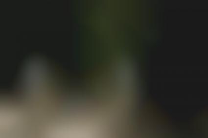 Headless Dog Speakers