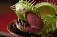 Tech Plant Eaters Image 2
