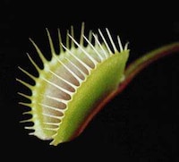 Tech Plant Eaters Image 3