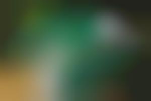 adidas superstar ii kermit