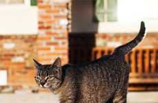 Fashionable Feline Blogs