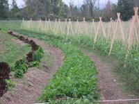 Food Desert Distributors Image 3