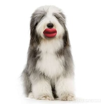 Pouty Pooch Playthings Image 5