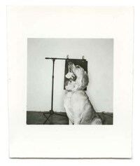 Polaroid Pooch Photos Image 2