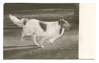 Polaroid Pooch Photos Image 3
