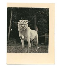 Polaroid Pooch Photos Image 4