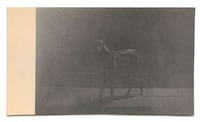 Polaroid Pooch Photos Image 5