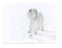 Polaroid Pooch Photos Image 6