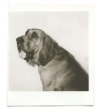 Polaroid Pooch Photos Image 7
