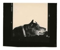 Polaroid Pooch Photos Image 8