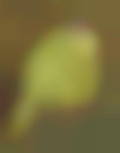 Feather-Dyed Turkeys