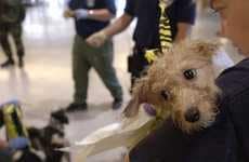 Social Media Dog Sitters