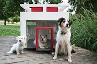 Cute Canine Casas Image 4