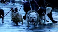 Dog-Filled Department Stores Image 3