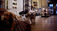 Dog-Filled Department Stores Image 4