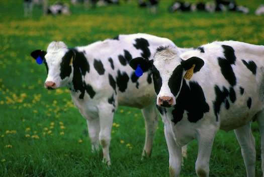 Customized Beef Services