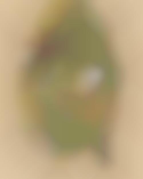 Vegetation-Themed Visuals