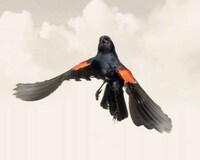 Mid-Air Avian Captures Image 2