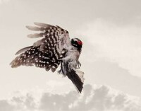 Mid-Air Avian Captures Image 3
