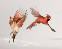 Mid-Air Avian Captures Image 4