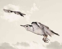 Mid-Air Avian Captures Image 5