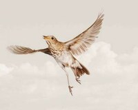 Mid-Air Avian Captures Image 6