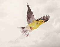 Mid-Air Avian Captures Image 7