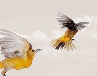 Mid-Air Avian Captures Image 8