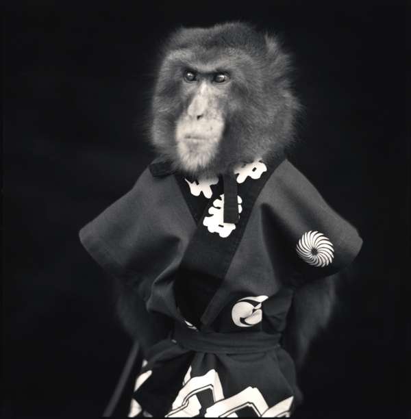 Japanese Primate Portraits (UPDATE)