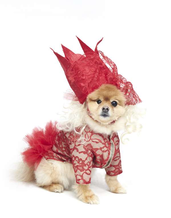 Cute Carnival Canines