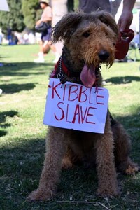 Precious Pet Protestors