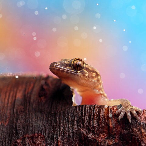 Colorful Insect Photography