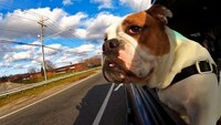 Pooch Perspective Montages Image 2
