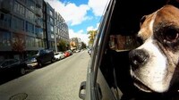 Pooch Perspective Montages Image 3