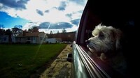 Pooch Perspective Montages Image 4