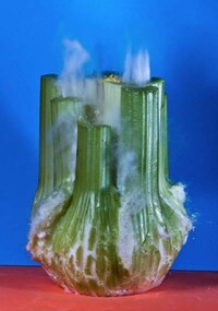 Green Grenades Captures Image 2