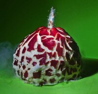Green Grenades Captures Image 3