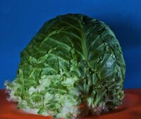 Green Grenades Captures Image 5
