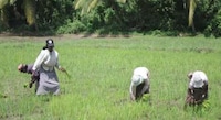 Heirloom Sri Lankan Rice Image 5