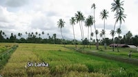 Heirloom Sri Lankan Rice Image 7