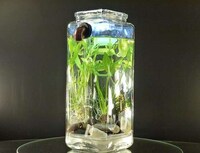 Self-Washing Fish Tanks