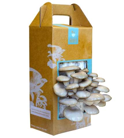 Coffee Ground Mushrooms