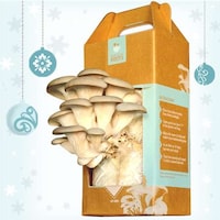 Coffee Ground Mushrooms Image 5