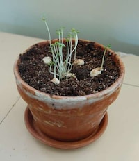 Hilarious Personified Plants Image 2