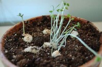 Hilarious Personified Plants Image 3