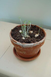 Hilarious Personified Plants Image 5